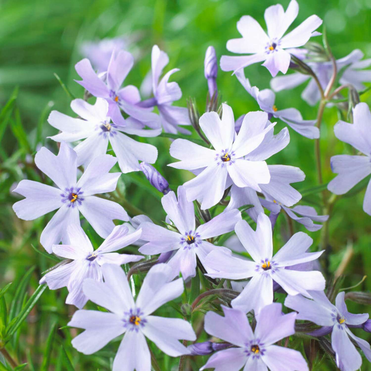 Lyngfloks 'Emerald Cushion Blue' (Phlox subulata)